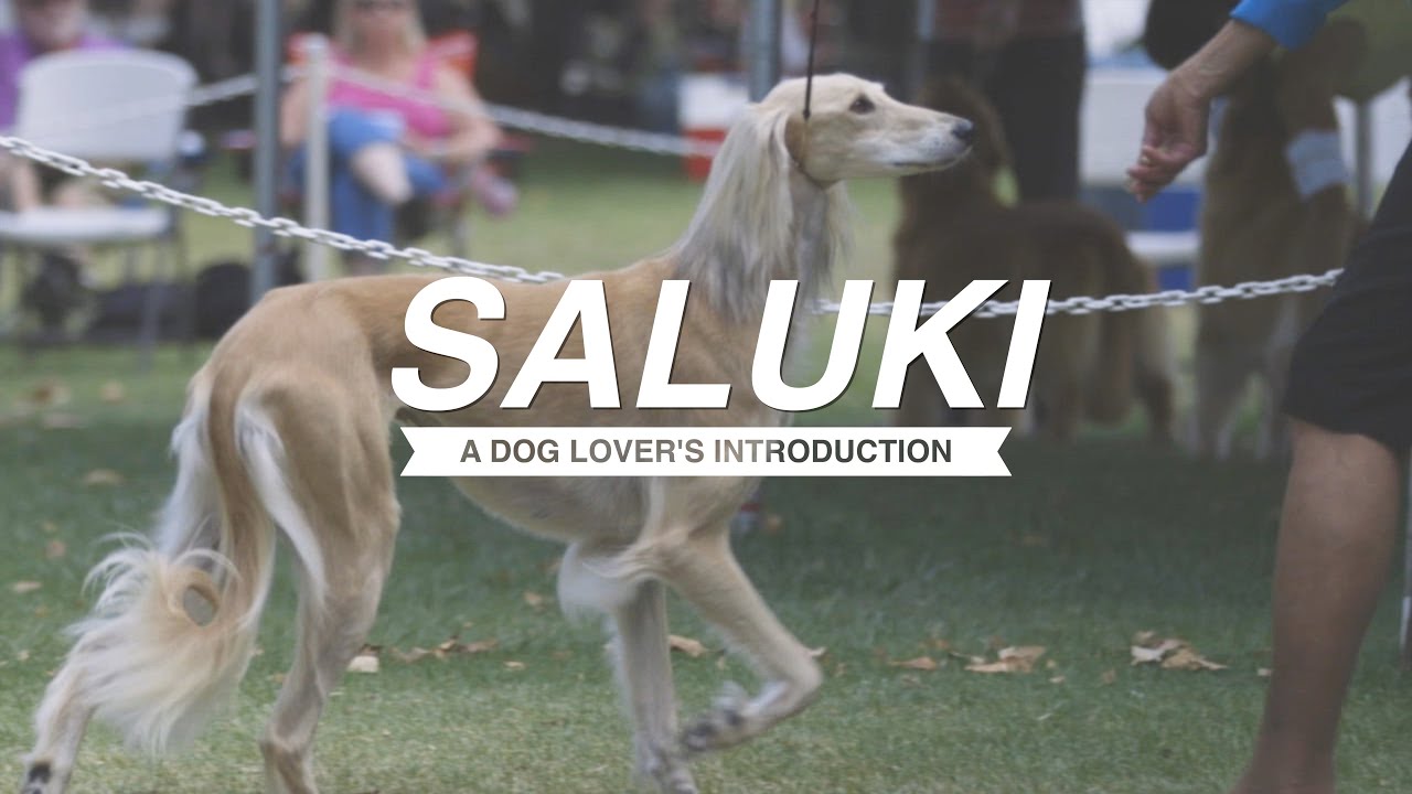 Saluki a dog lover's introduction