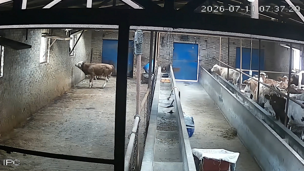 Cow squeezes through window to escape holding pen in Shanxi