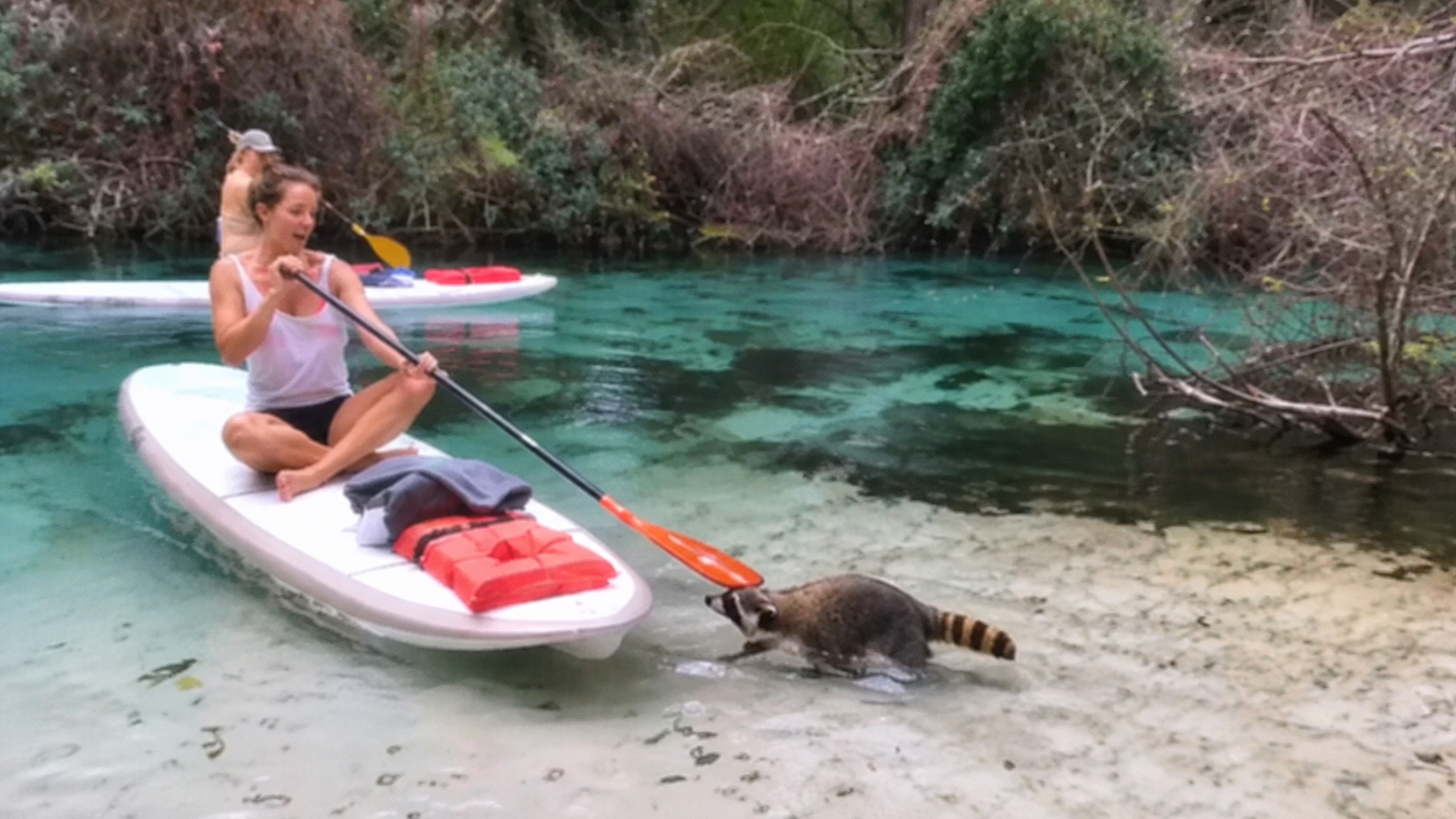 Raccoons doing raccoon things