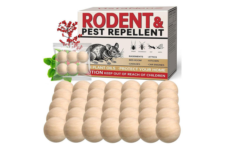 This 66-cent hack keeps mice and rats out of your kitchen without ...