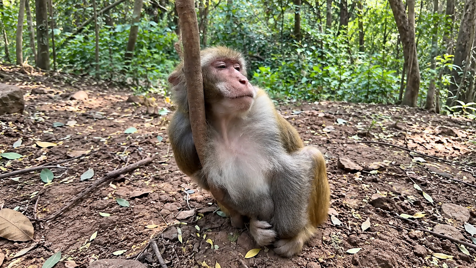 This monkey looks completely relaxed beside a forest tree