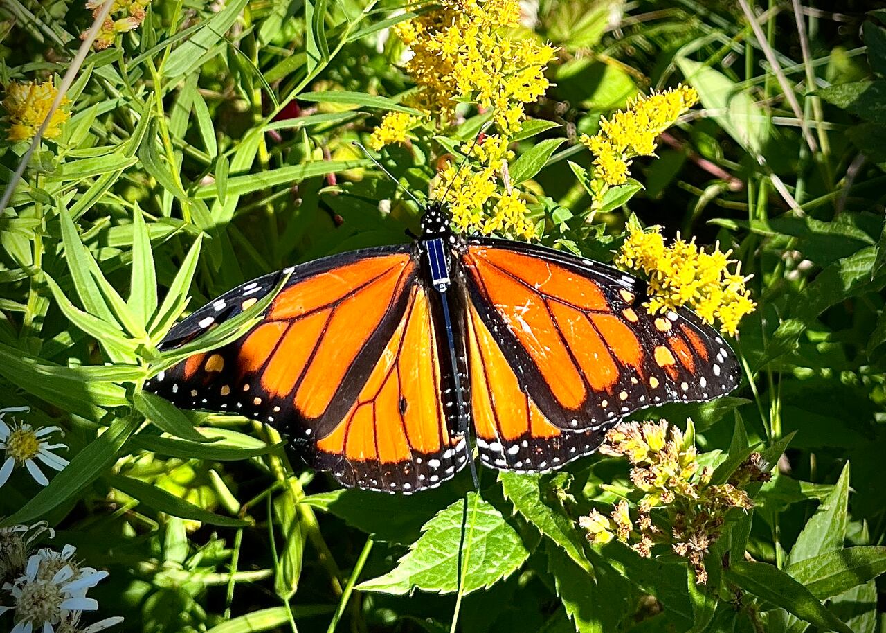 New Bluetooth tags let anyone track monarch butterfly migration in real ...