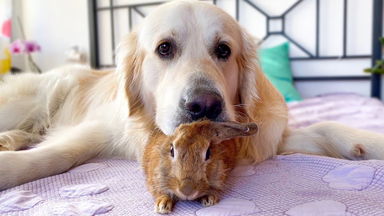 Golden retriever shows love to rabbit
