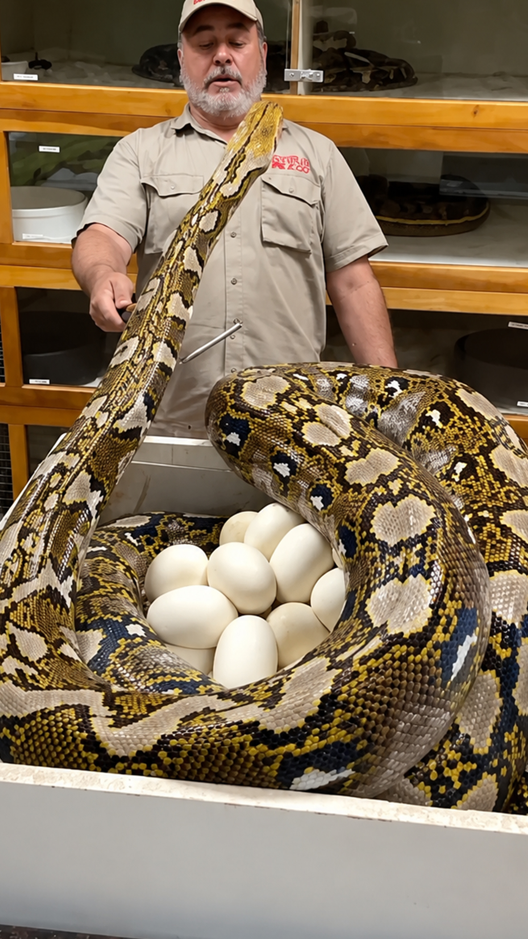 A sudden python movement ruins a peaceful moment instantly