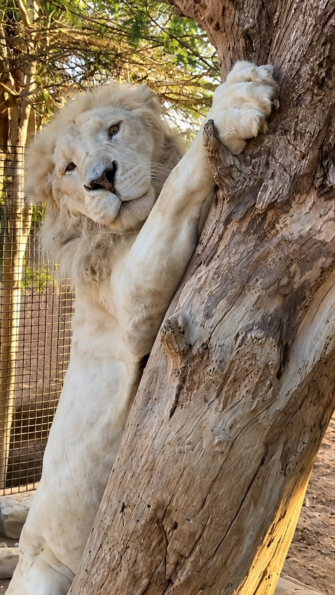 Lion claw anatomy reveals the formidable weapons behind big cat hunting