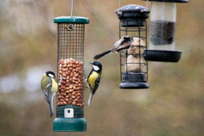 Households with bird feeders in garden issued new guidance from November 1