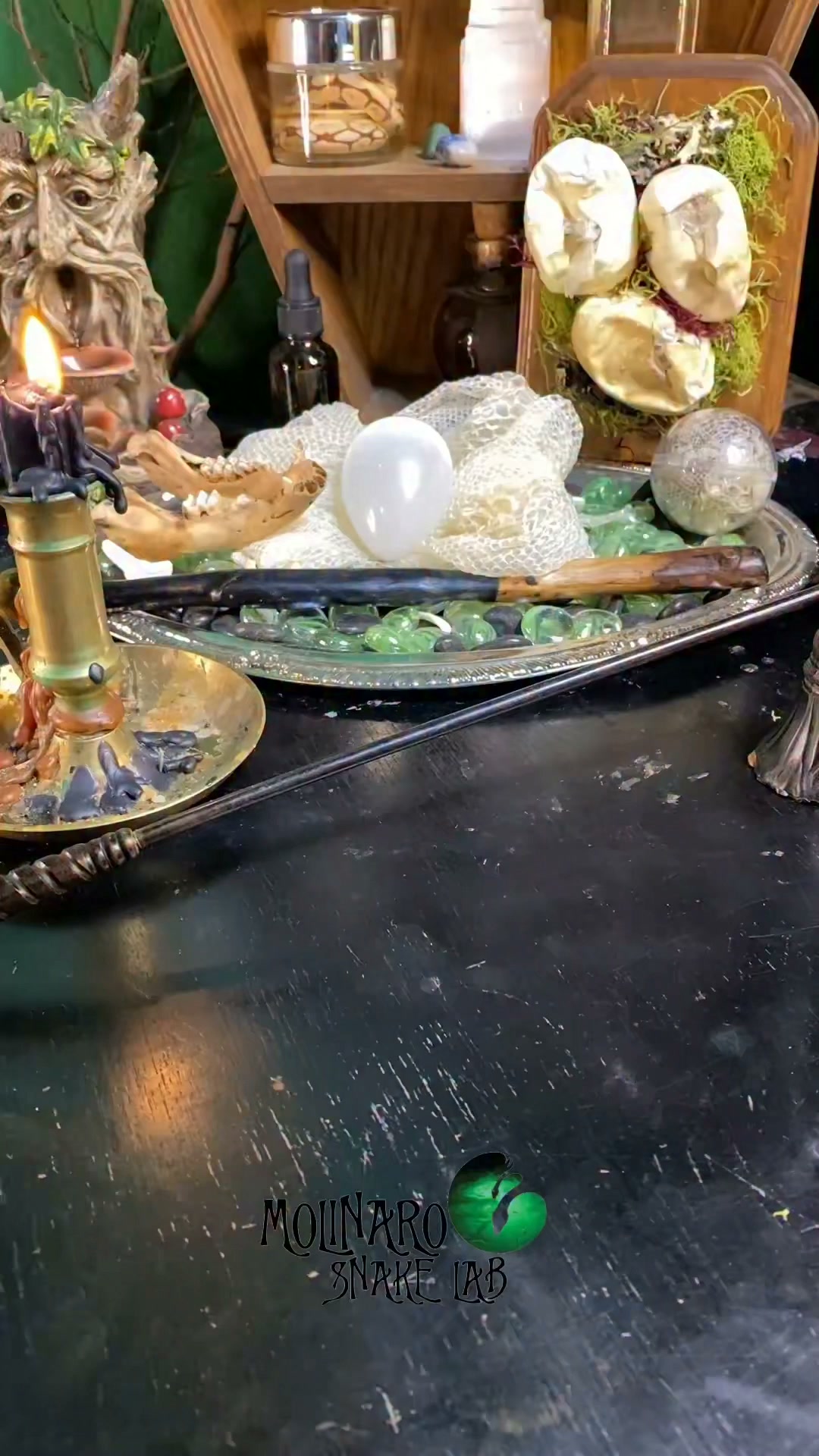 Ball python morphs with secrets!