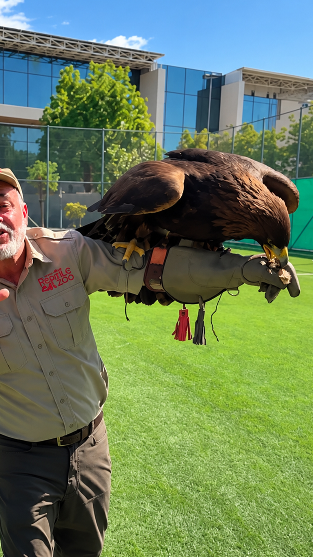 See why this golden eagle commands respect with one landing