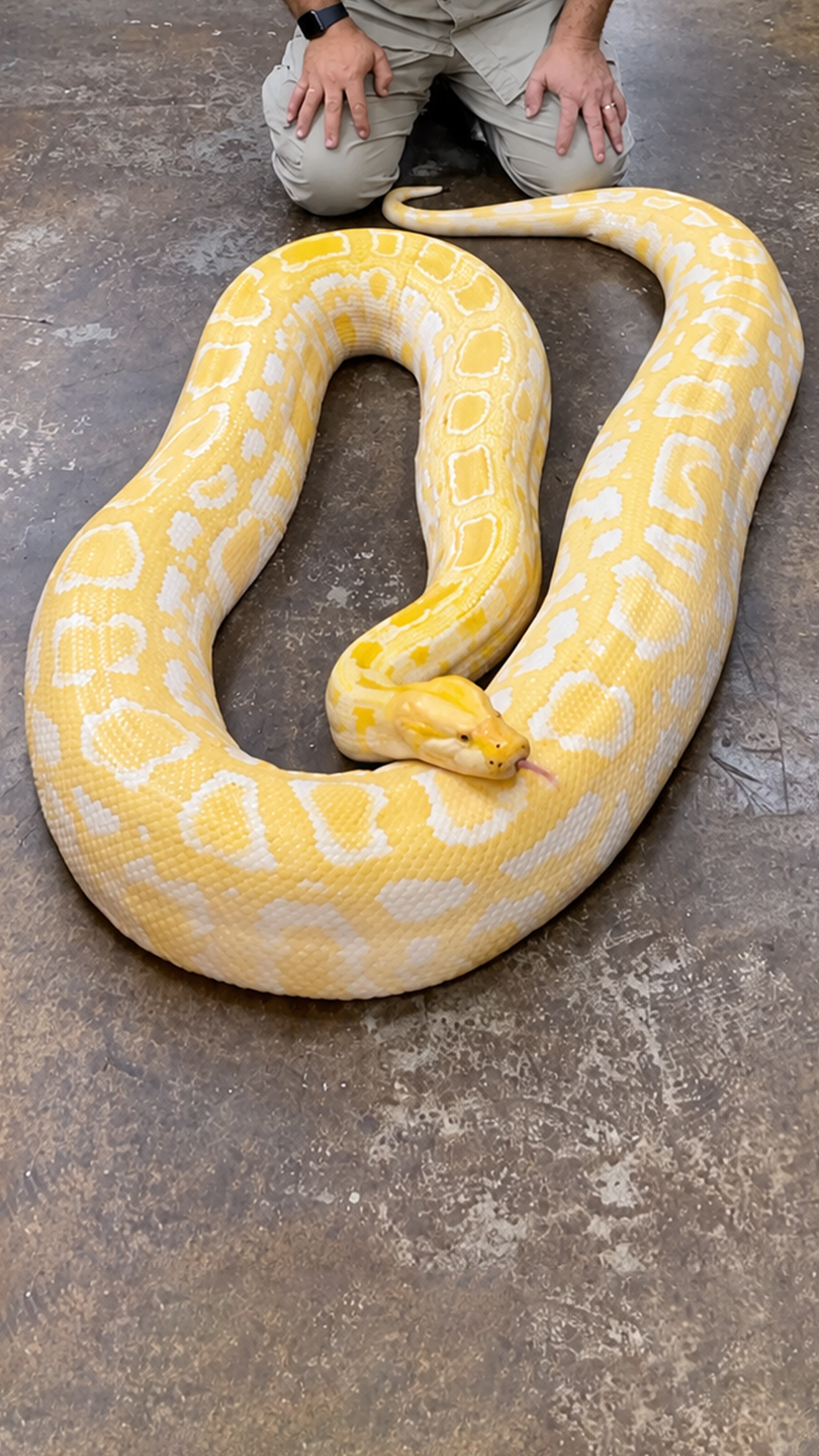 This giant Burmese python looks almost too perfect to be real