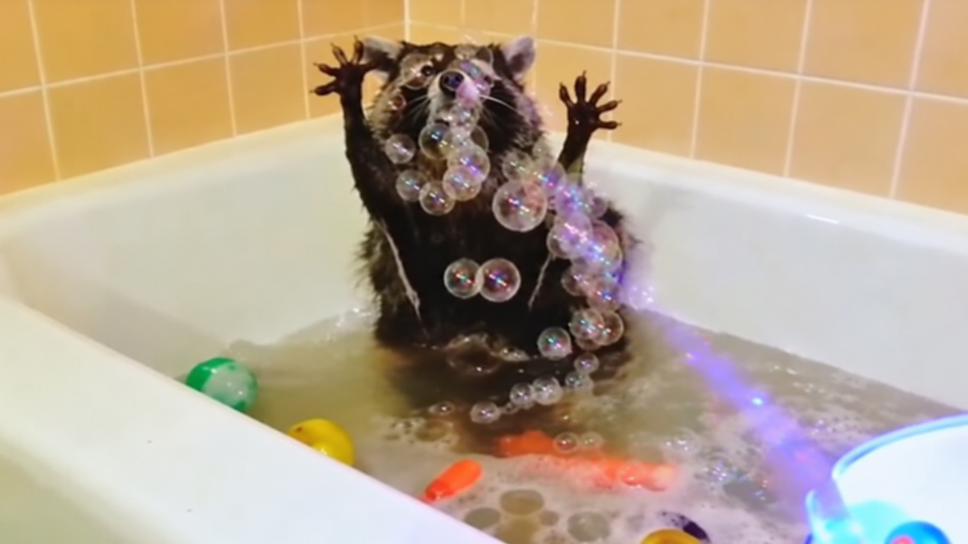 Adorable raccoons making themselves right at home