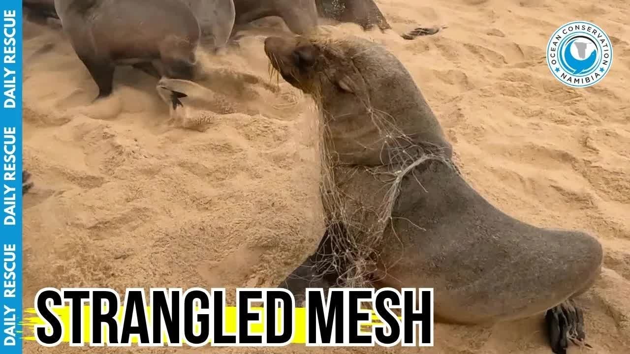 Seal trapped in illegal netting raises ocean conservation concerns