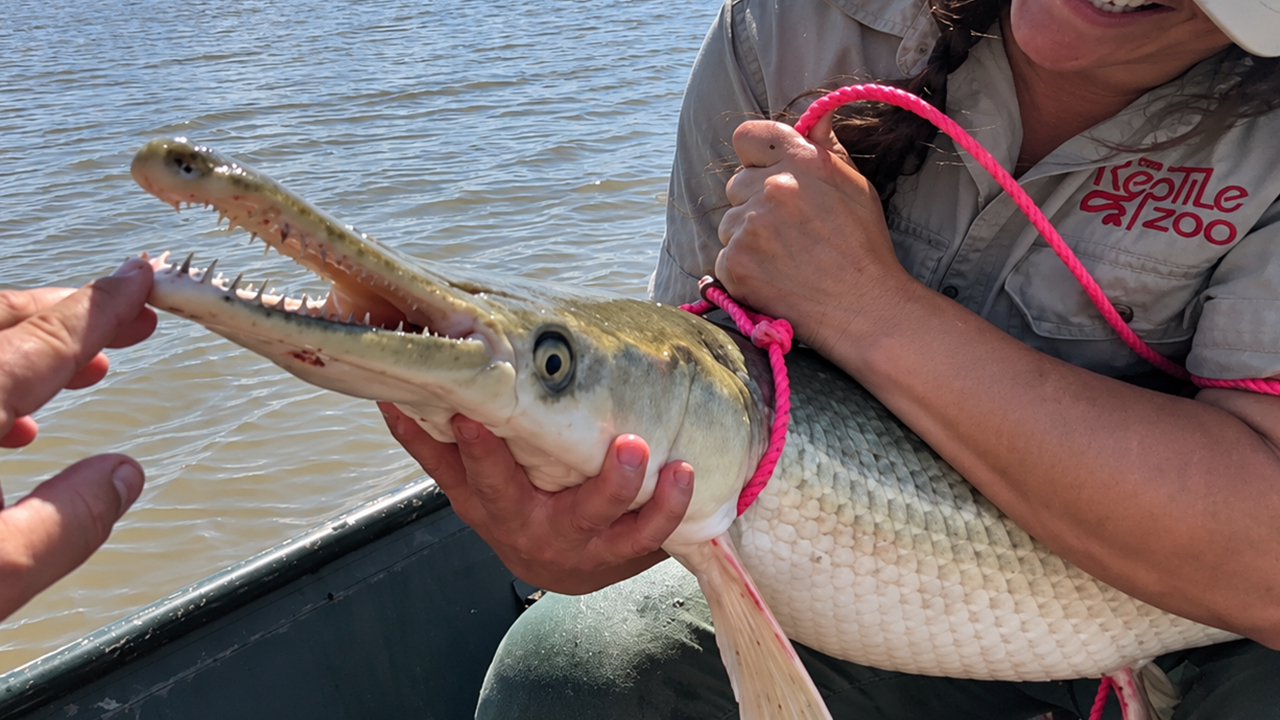 Prehistoric alligator gar fish displays armored scales and needle teeth