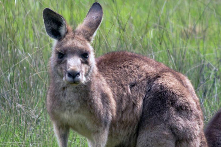 pet-kangaroo-brutally-kills-owner-then-stops-him-from-getting-help
