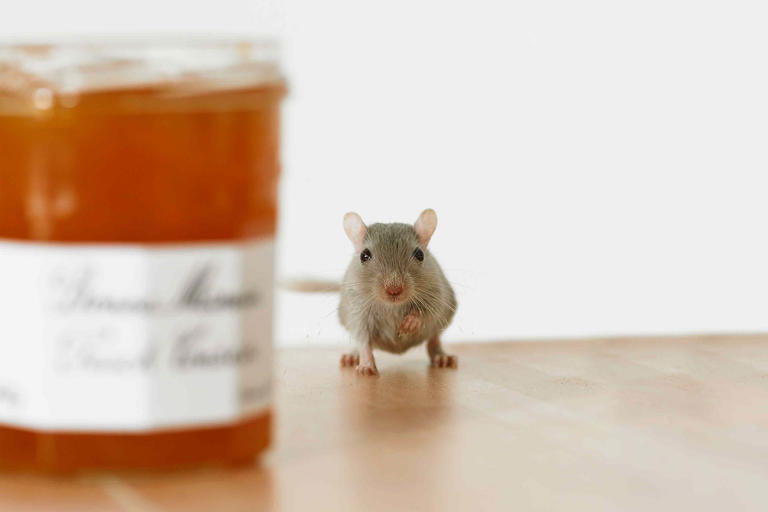 This 66-cent hack keeps mice and rats out of your kitchen without ...