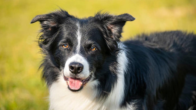 smart-border-collie-can-barely-contain-himself-while-showing-off-his