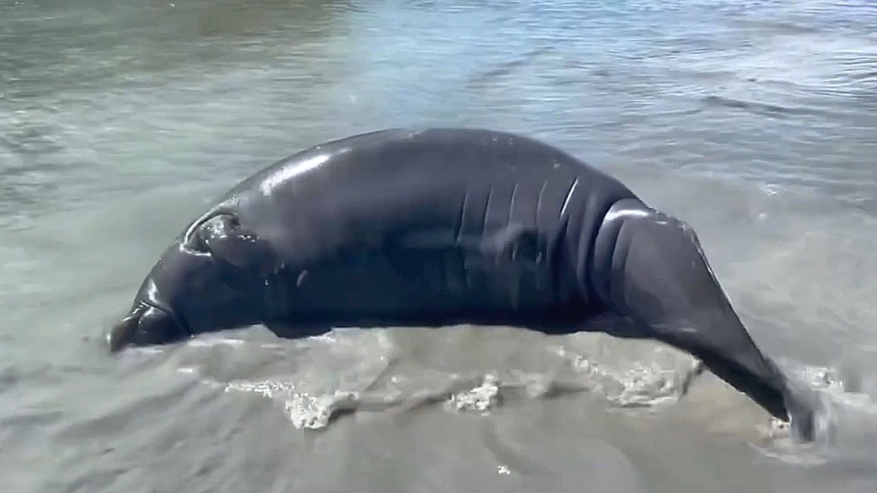 Manatee barrel-rolls and 'pec walks' through shallow water in Florida