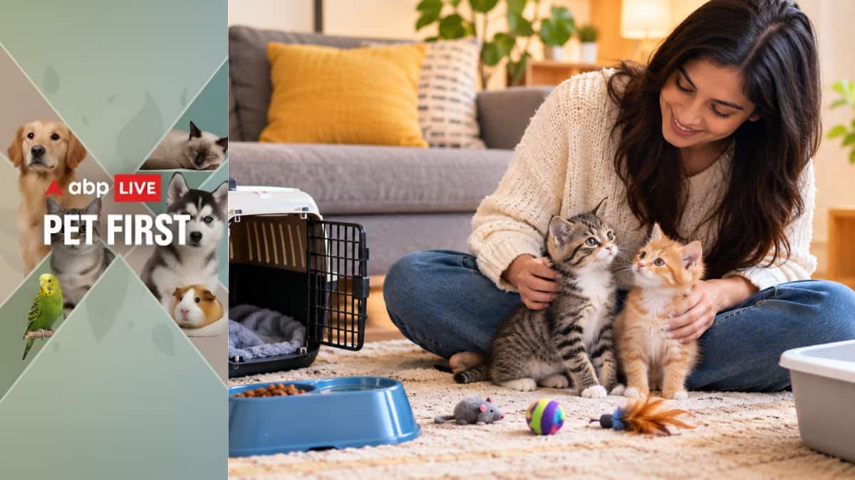 Pet First | Thinking of getting a cat? Know the costs, vet care and ...