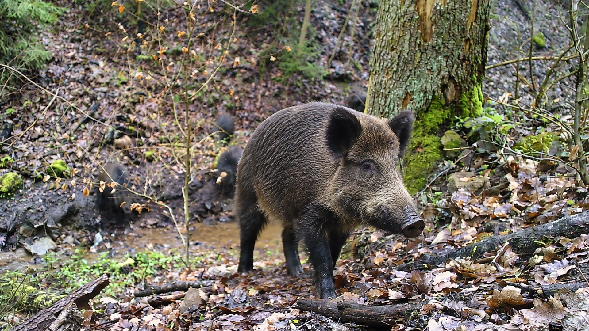 Camera trap captures a wild boar leading juveniles along a muddy trail