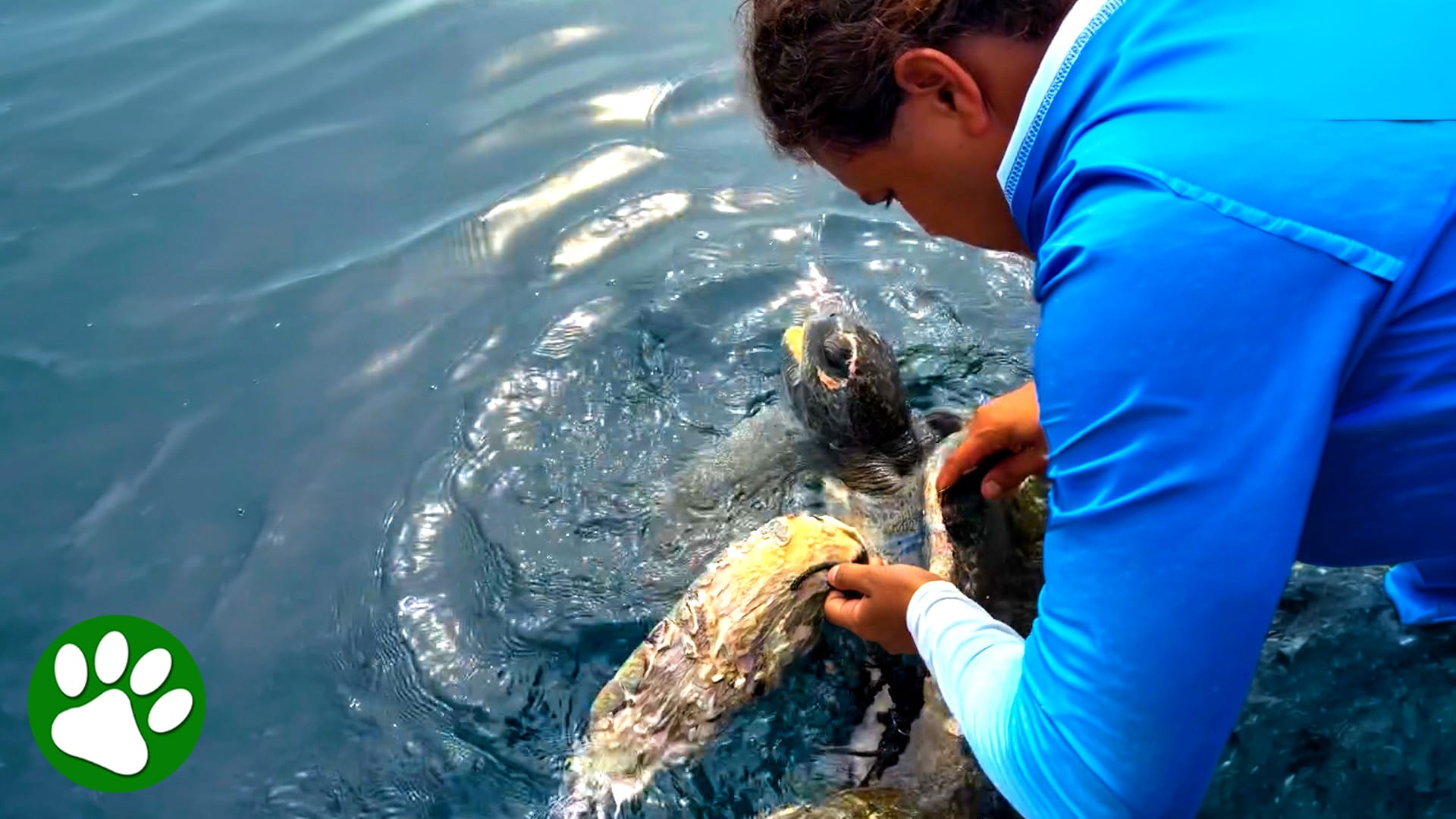 Rescue team discovers a sea turtle struggling in discarded netting