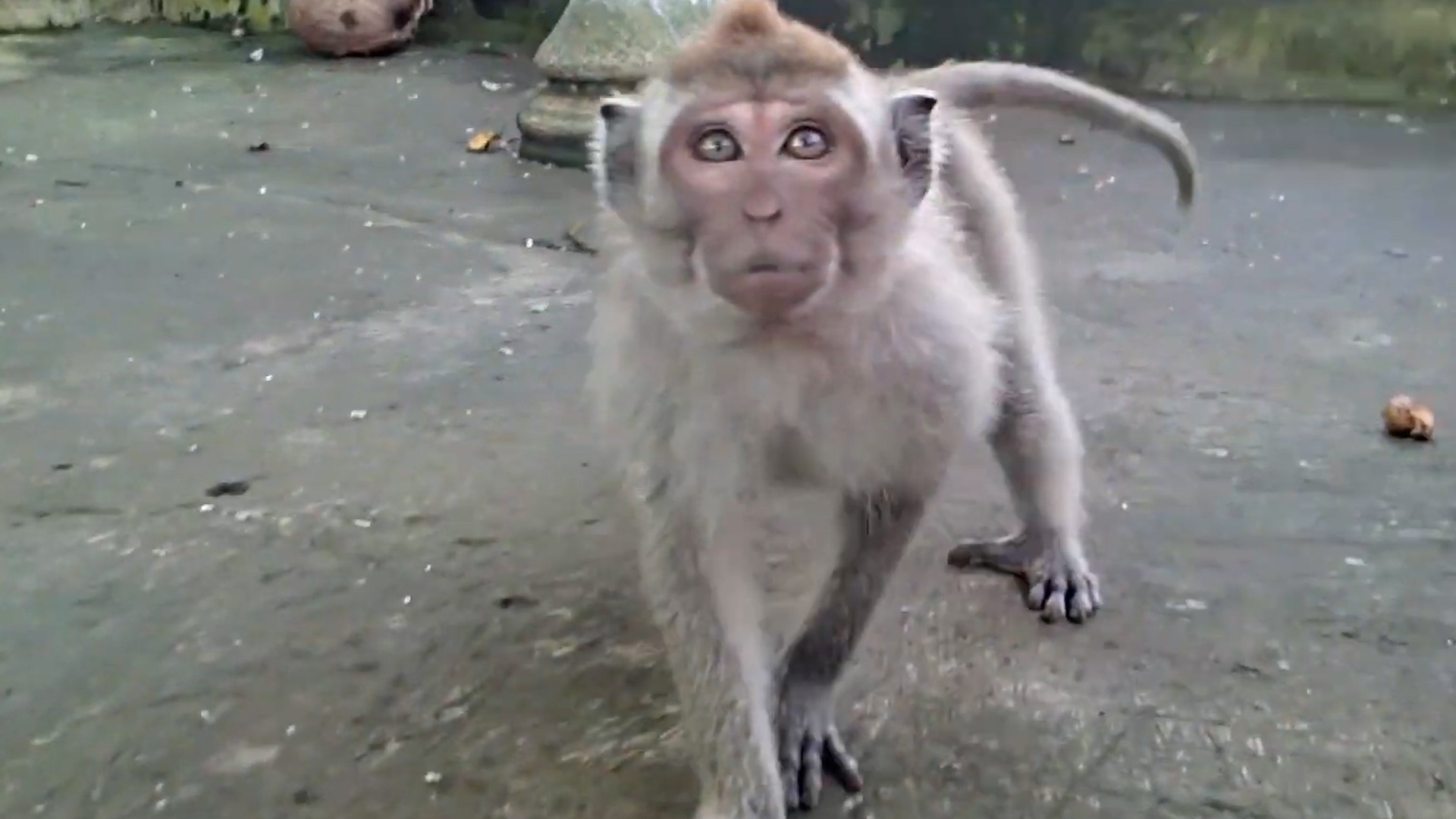Monkey meets a soccer ball | First reaction caught on camera