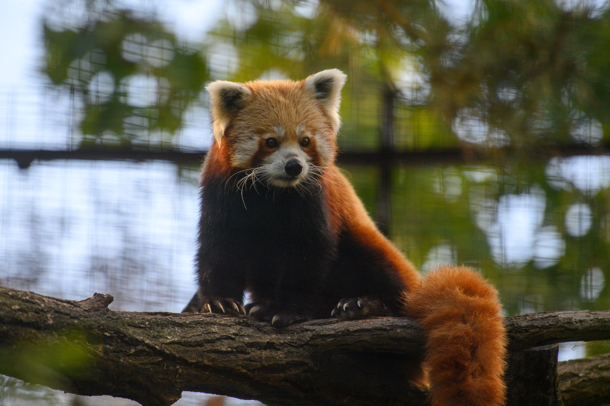 Magdeburger Zoo Feiert Tag Des Roten Panda