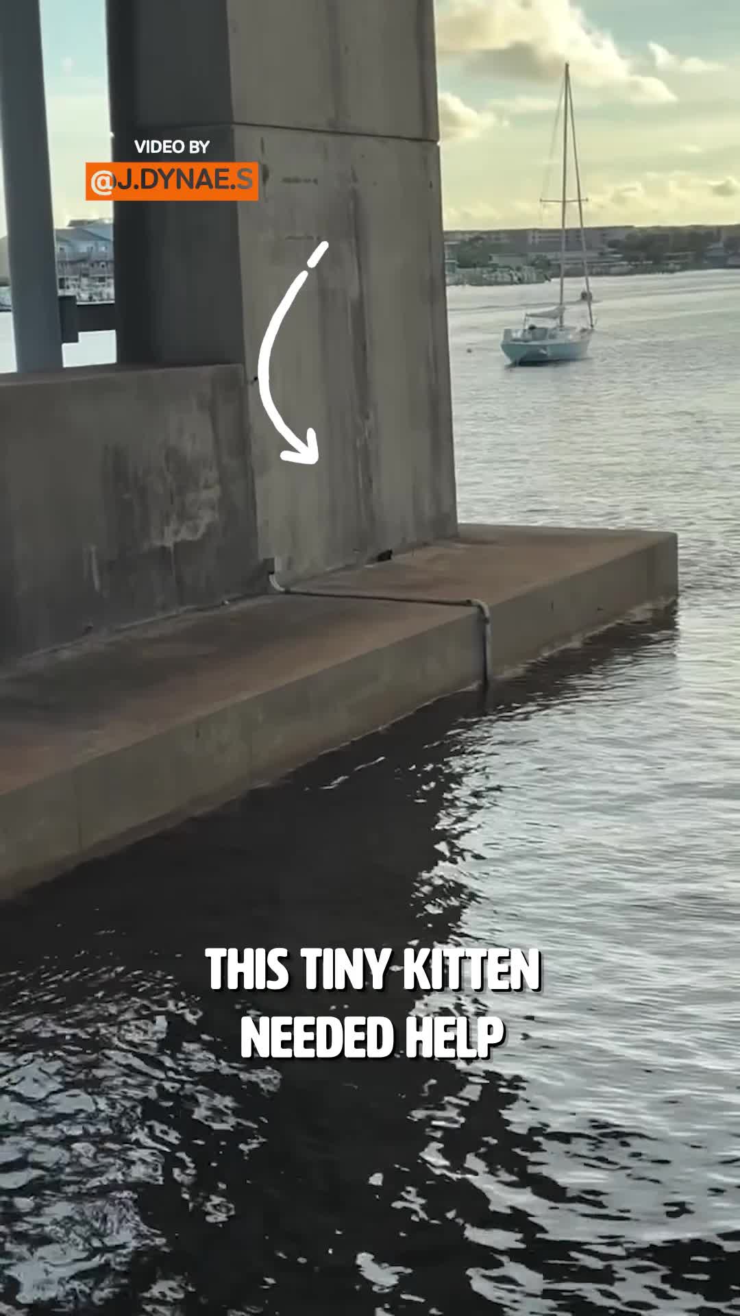 Rescuers arrive by jet ski after kitten is found beneath Florida bridge