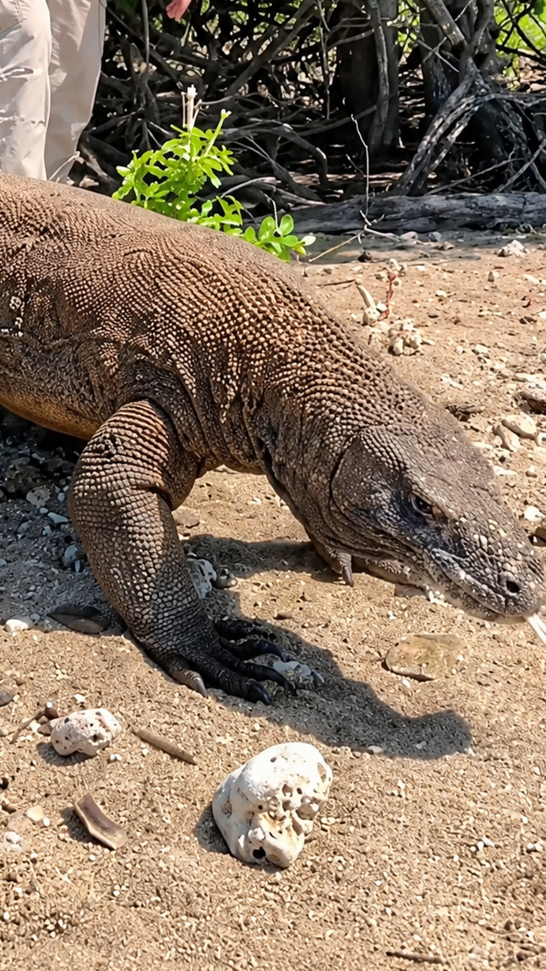 Komodo dragon encounter feels like meeting a living dinosaur in person