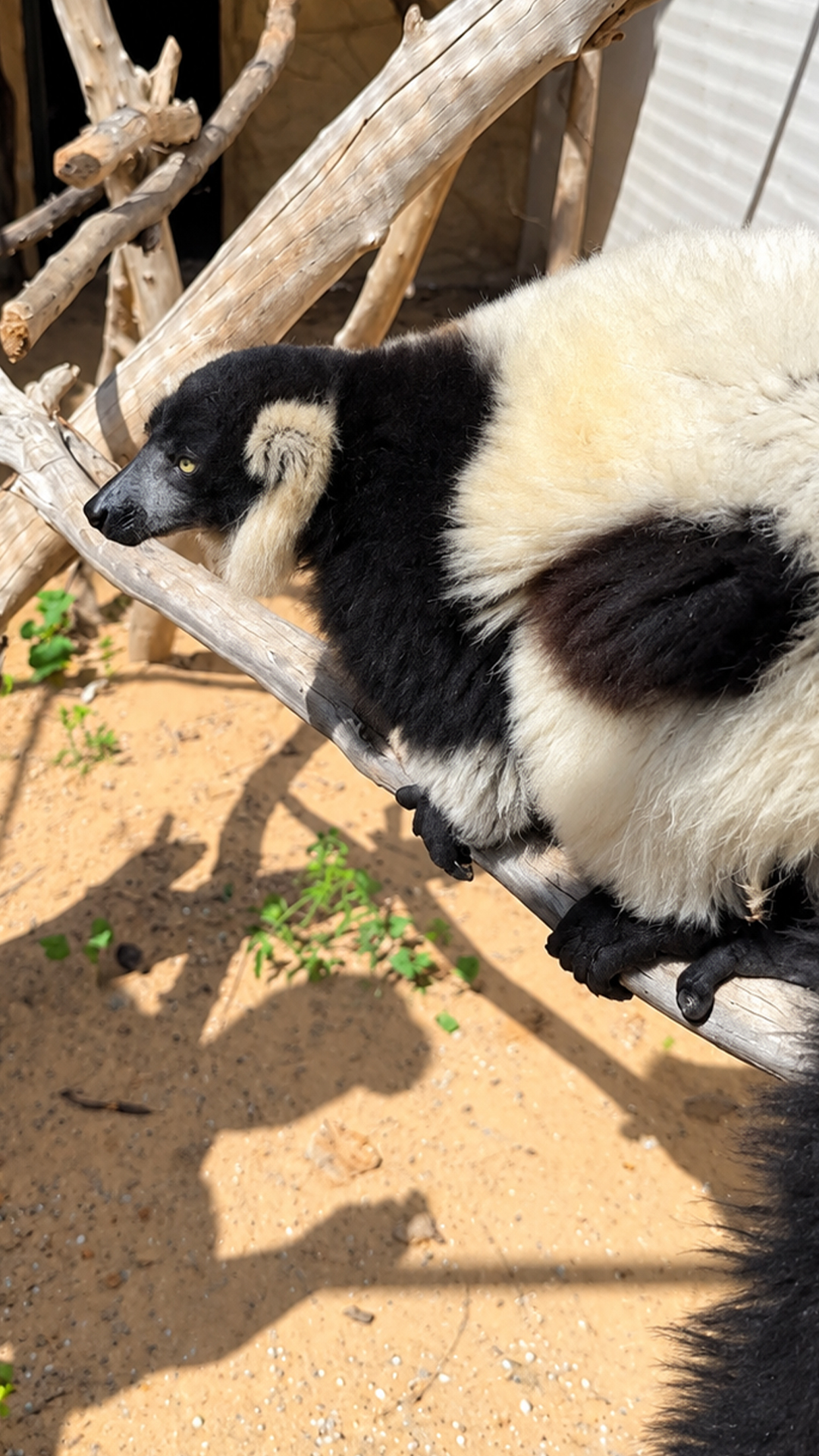 Active ring-tailed lemur scurries non-stop during handler introduction
