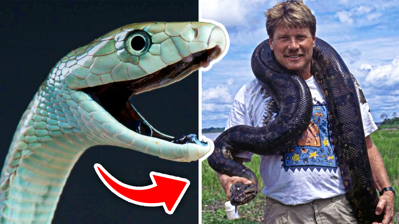 This snake paralyzed a scientist — then his friends breathed for him ...