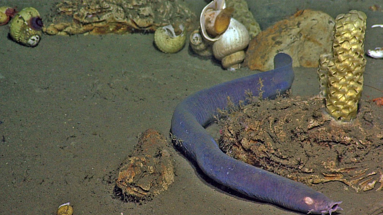 A hagfish can choke a predator by unleashing gallons of slime in seconds