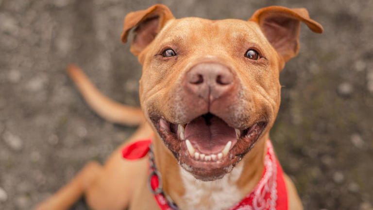 Rescue pit bull who never cared about toys suddenly wants one yellow ...