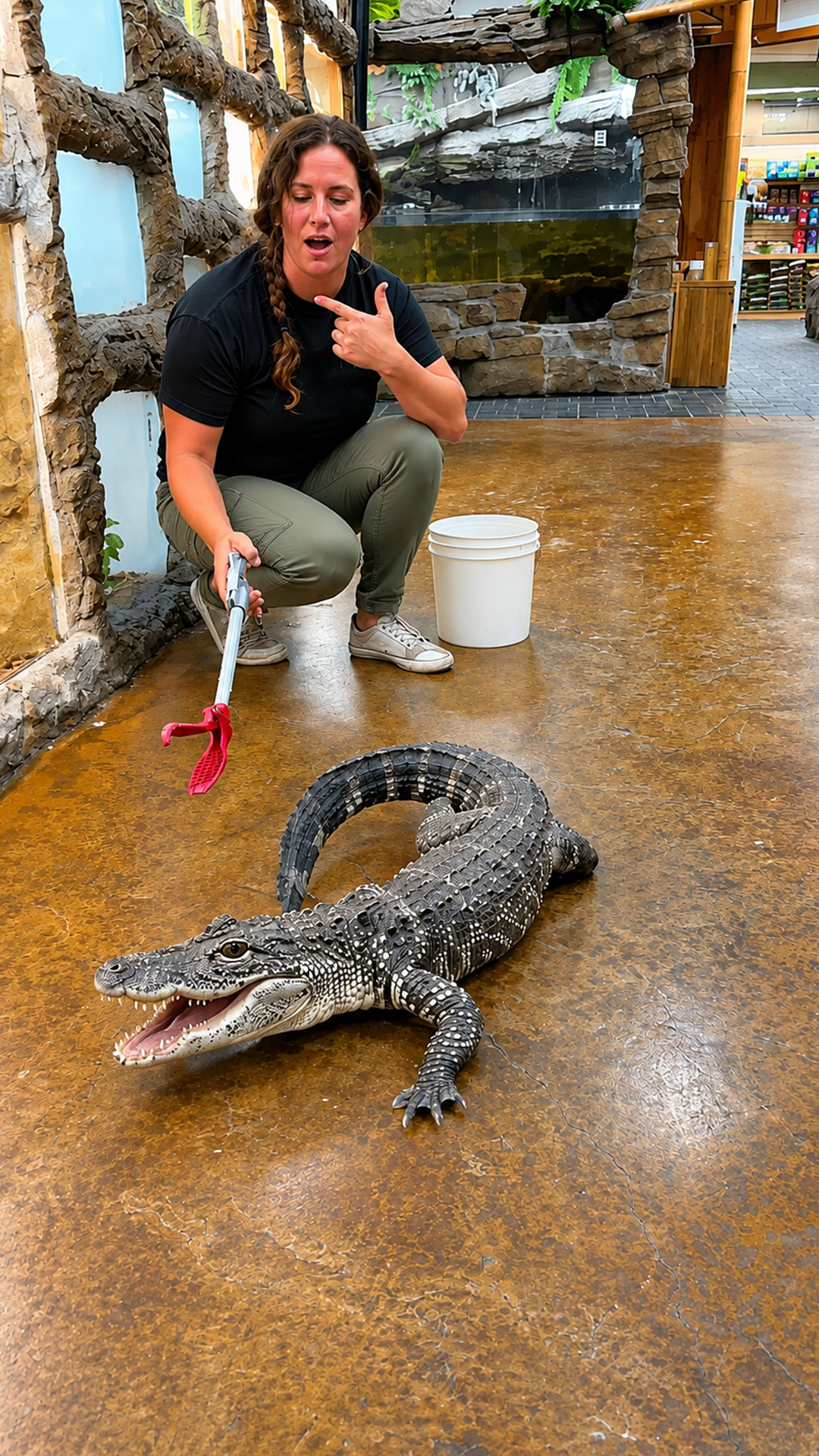 High-energy alligator turns a routine feeding into a wild frenzy