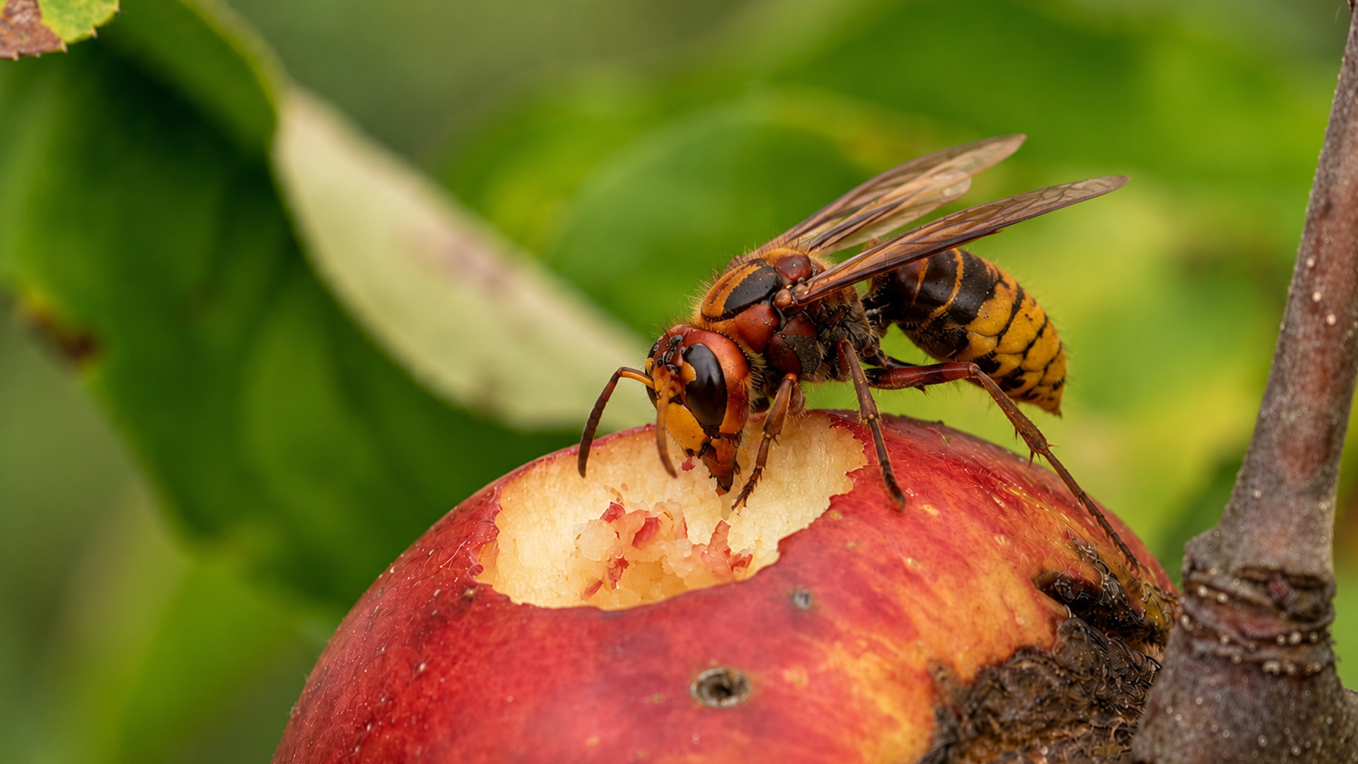 Hidden camera captures a hornet feeding deep into a ripe apple