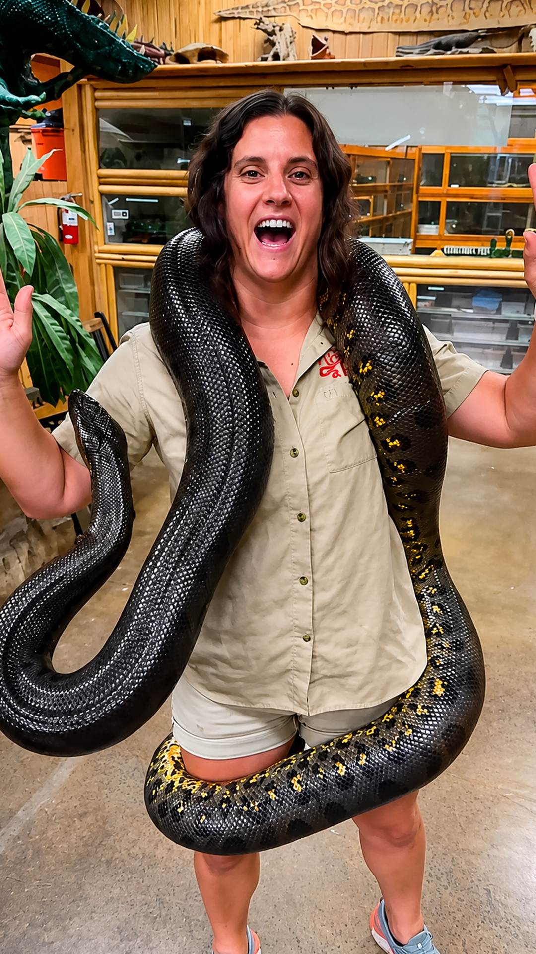 Wildlife handler expertly manages a giant 500-pound anaconda