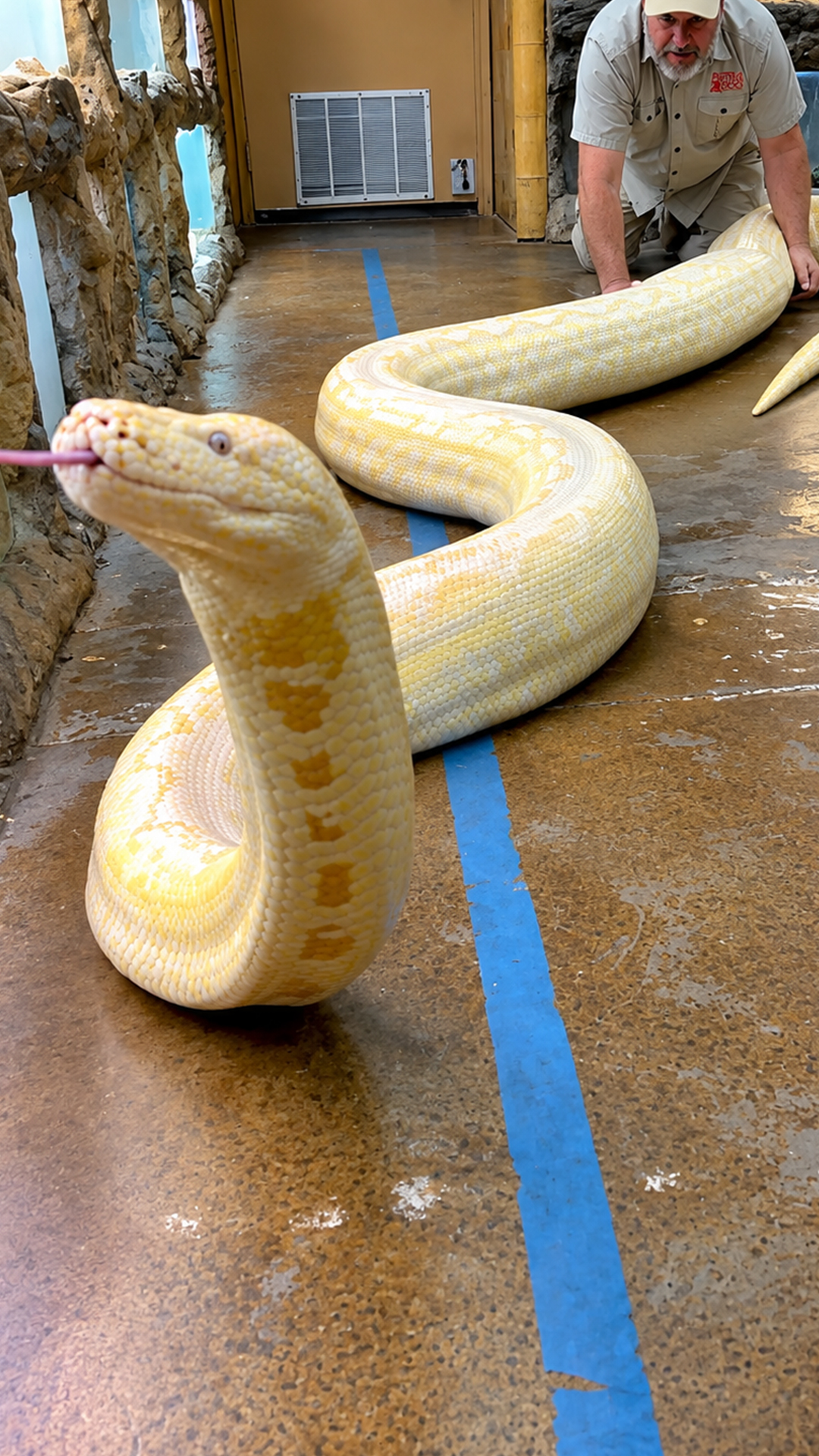 20-foot snake showcase highlights the impressive size of large pythons
