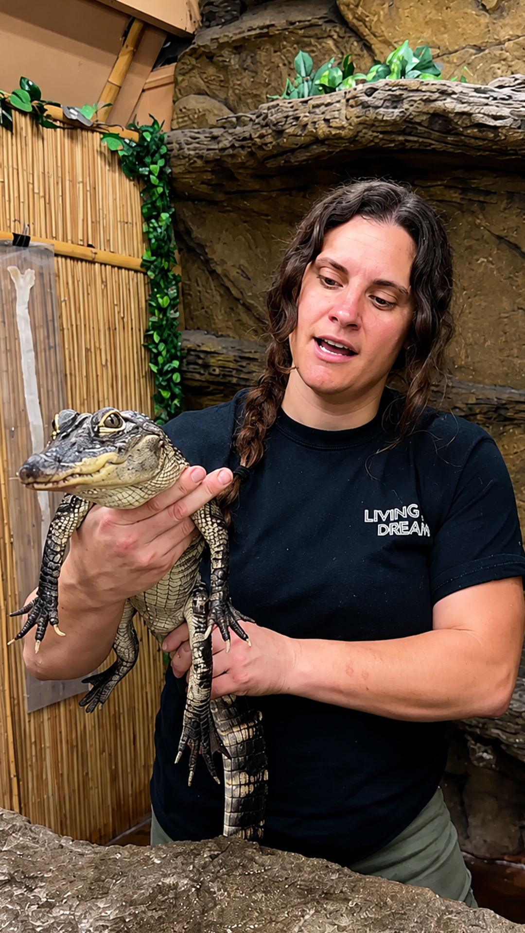 Baby alligator shows aggressive feeding reflexes from its first bite