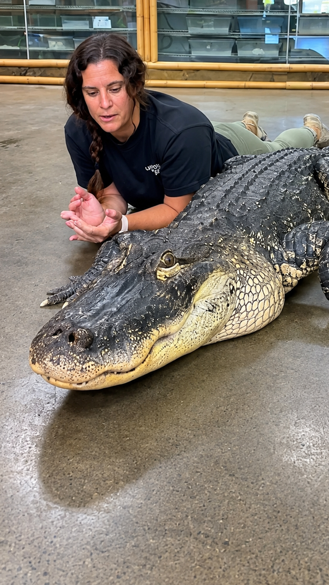 Giant alligator peaceful walk shows a tame swamp predator beside a handler