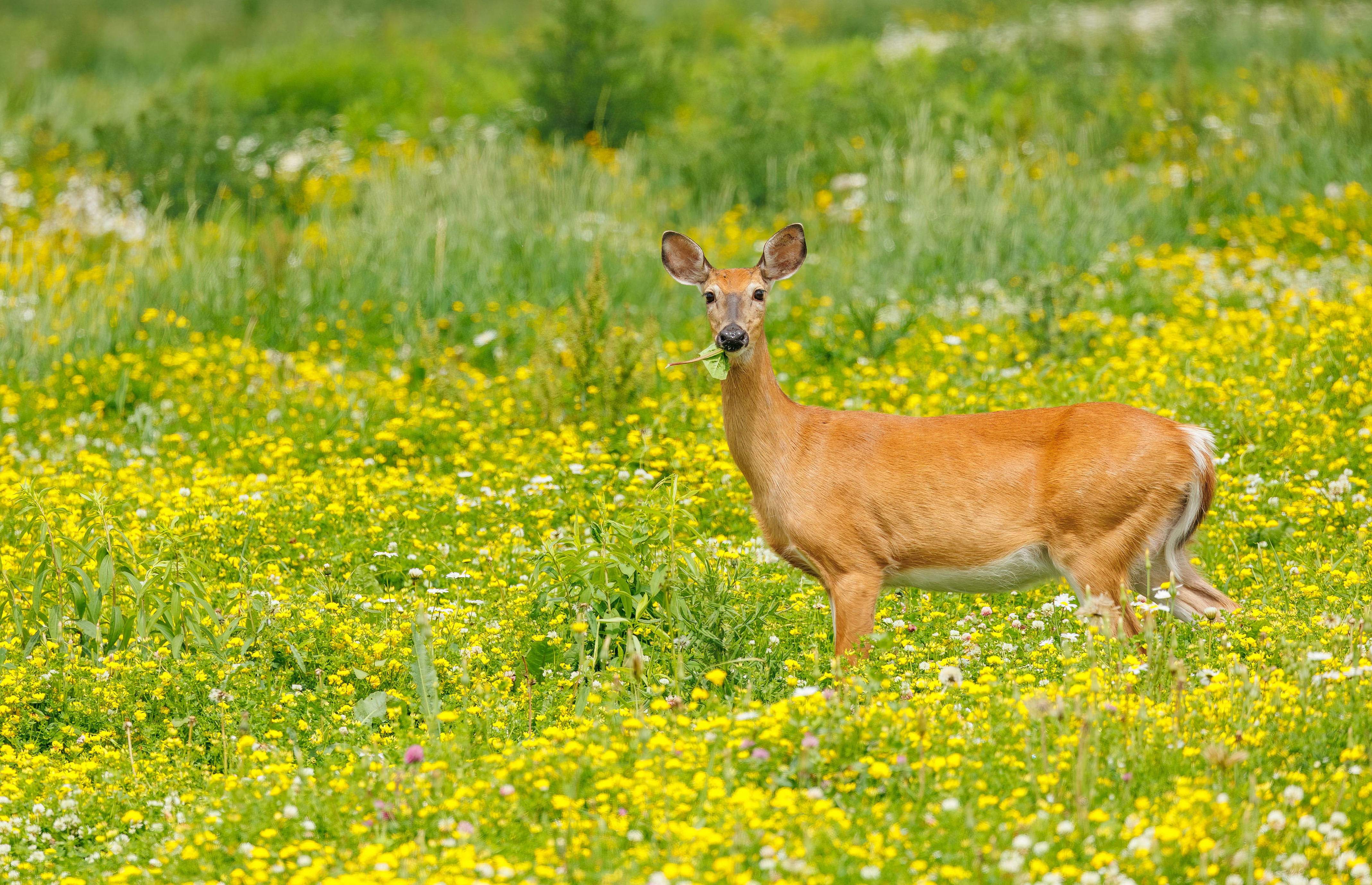 Pittsburgh restarts deer management program, expanding controlled ...