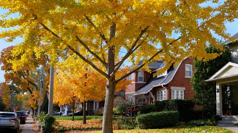 The downside to planting a maple tree in your healthy lawn