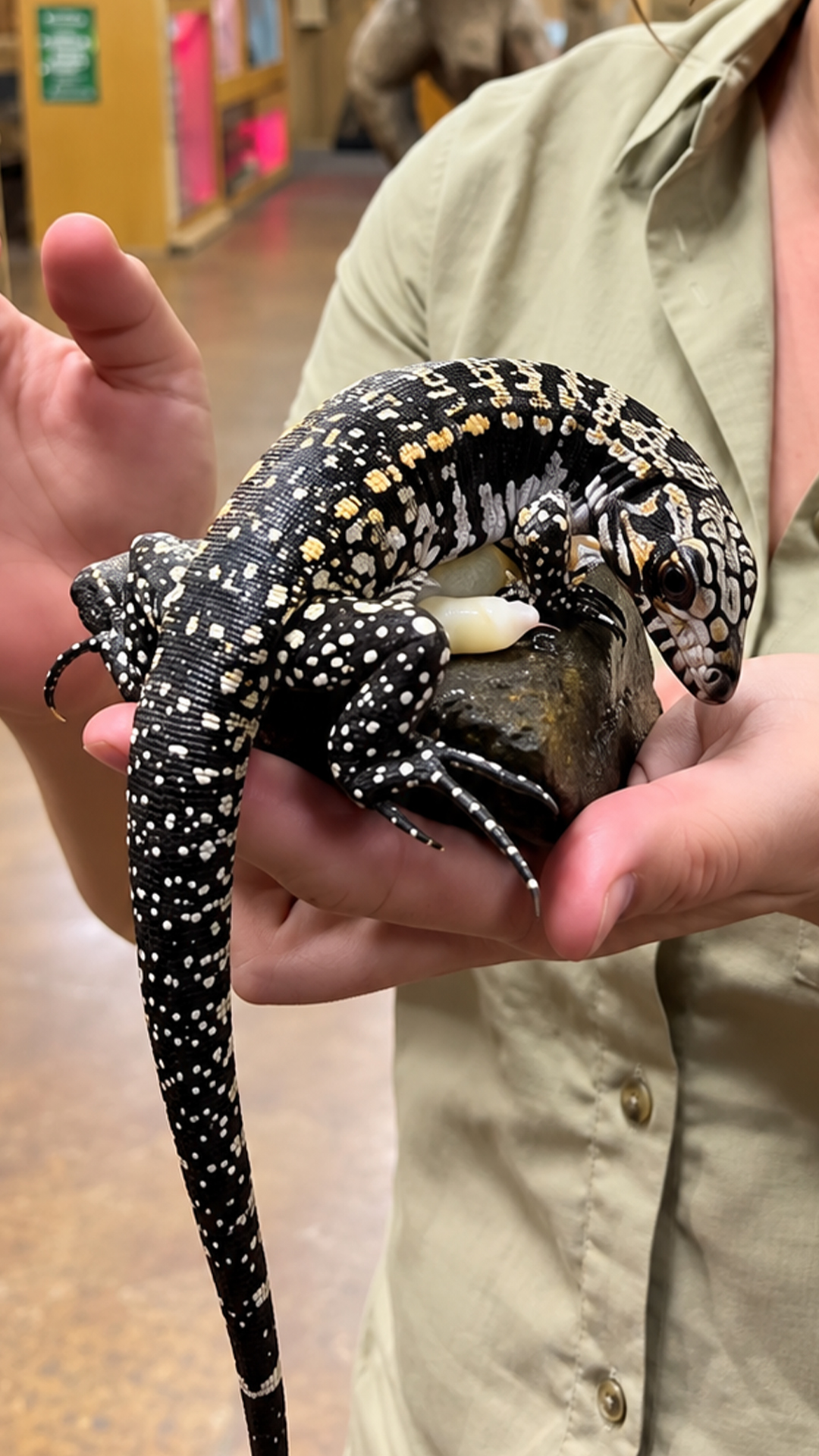 Adorable tegu eats so fast, its bite catches everyone off guard
