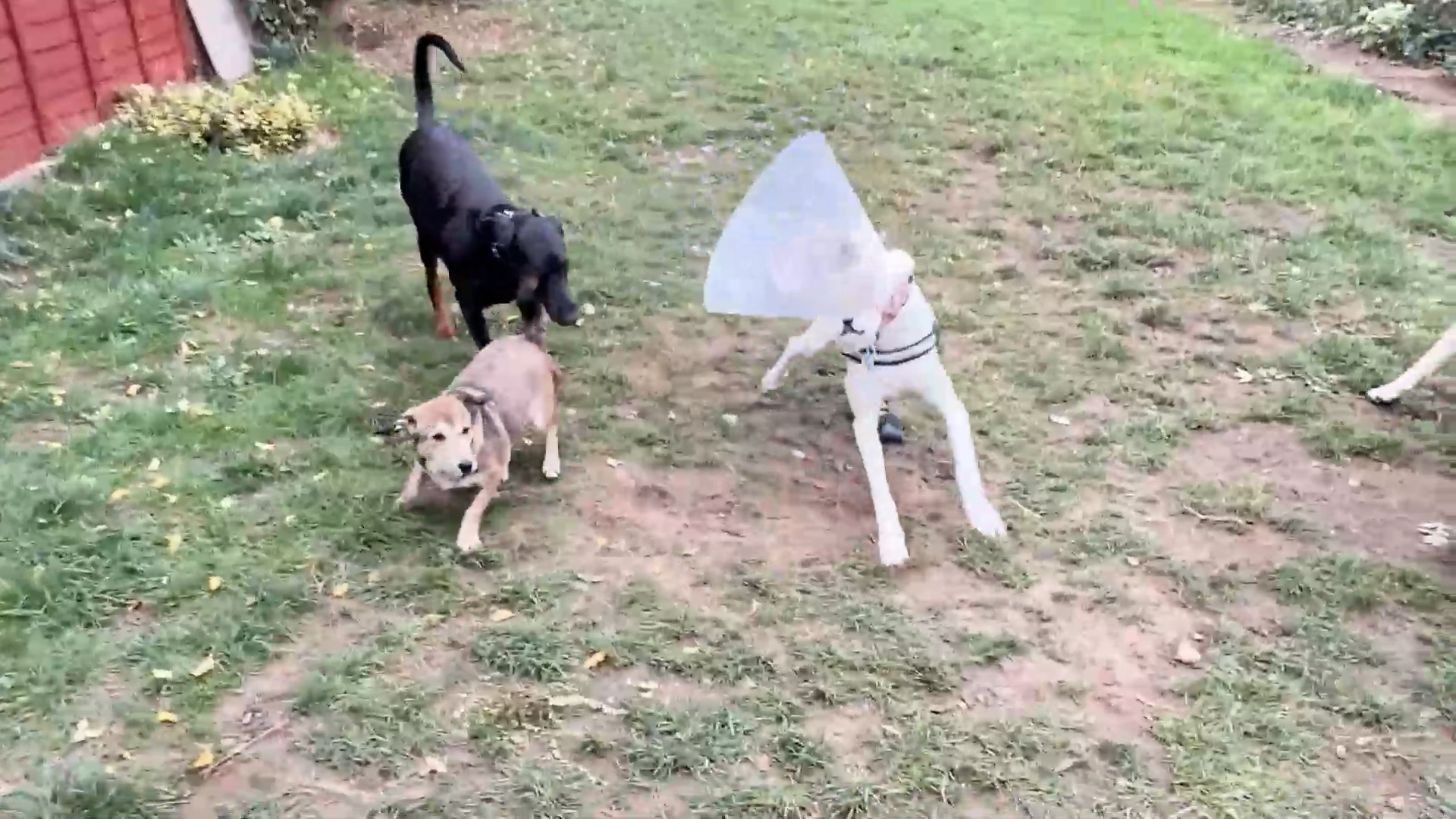 Golden Retriever Welcomes The Sweetest Rescue Puppy