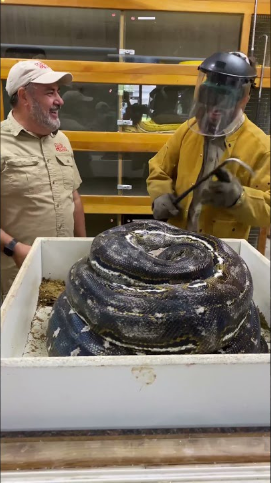 Rookie in full safety gear watches handler grab hidden snake eggs bare ...