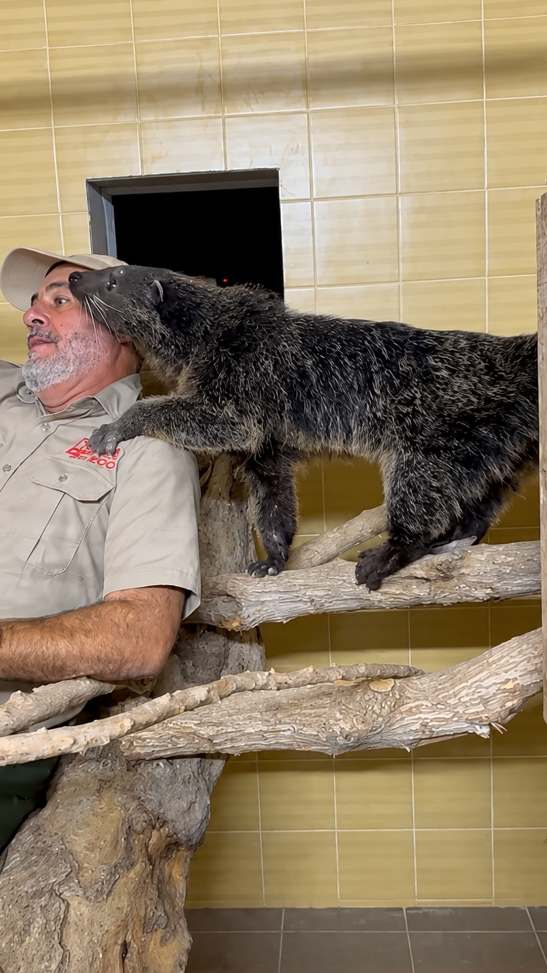 This bearcat turns feeding time hilarious by nibbling the handler's ear