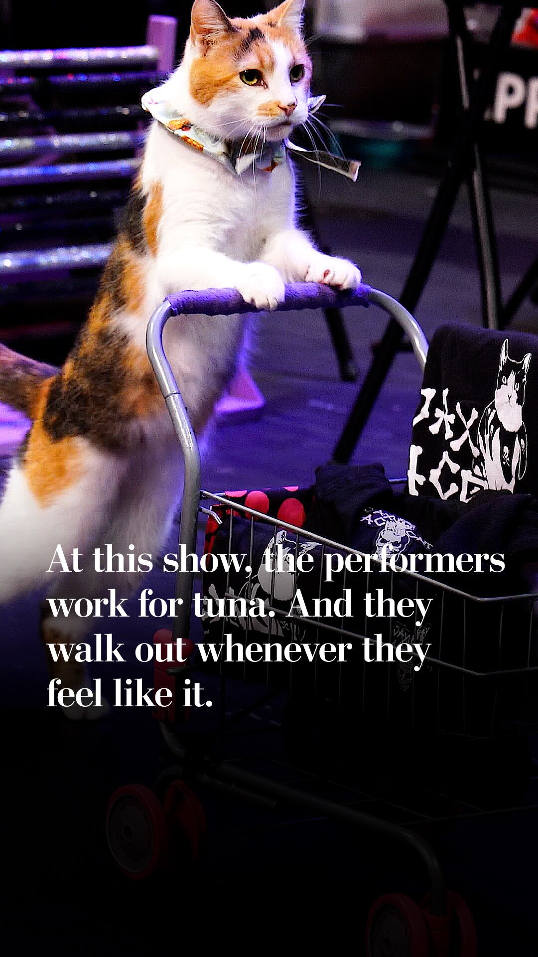 Meet the amazing acro-cats