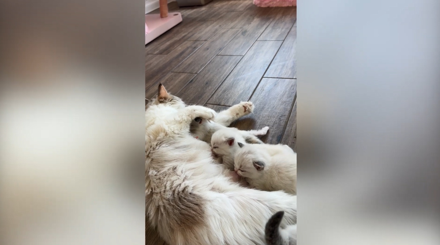 Introducing the adorable L litter kittens