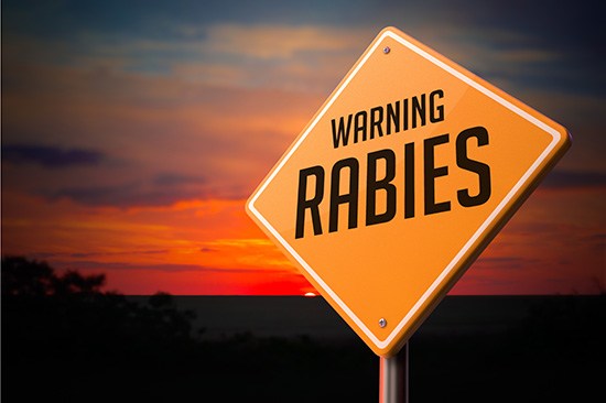 St. Lawrence County reports three new rabies cases