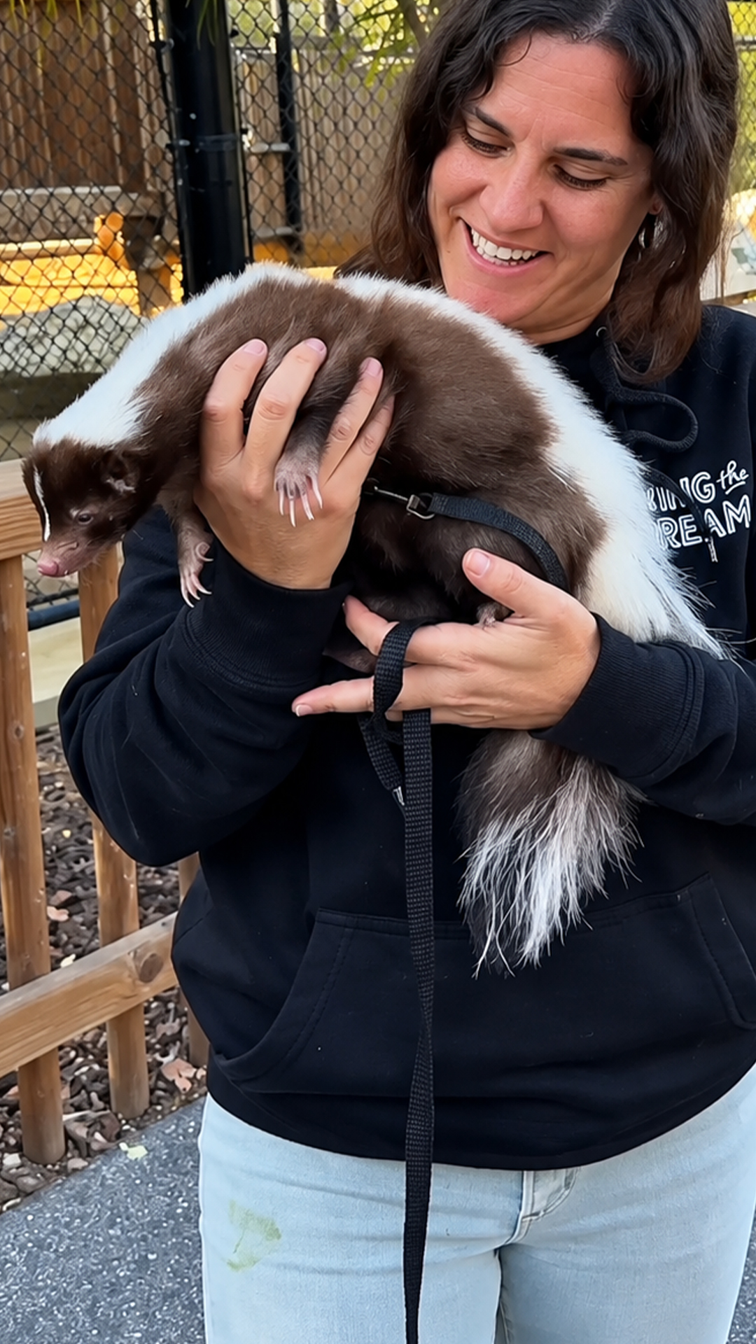 Chocolate skunk displays affectionate snuggles and natural digging habits