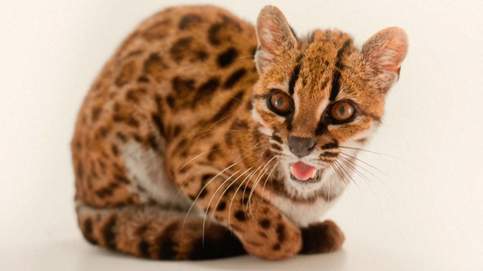 New species of wild cat identified in Bolivia