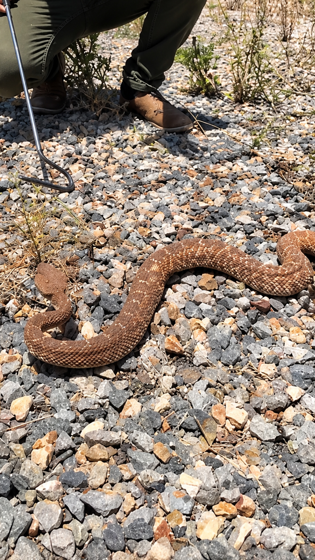 Finding a wild Mexican red diamondback rattlesnake up close