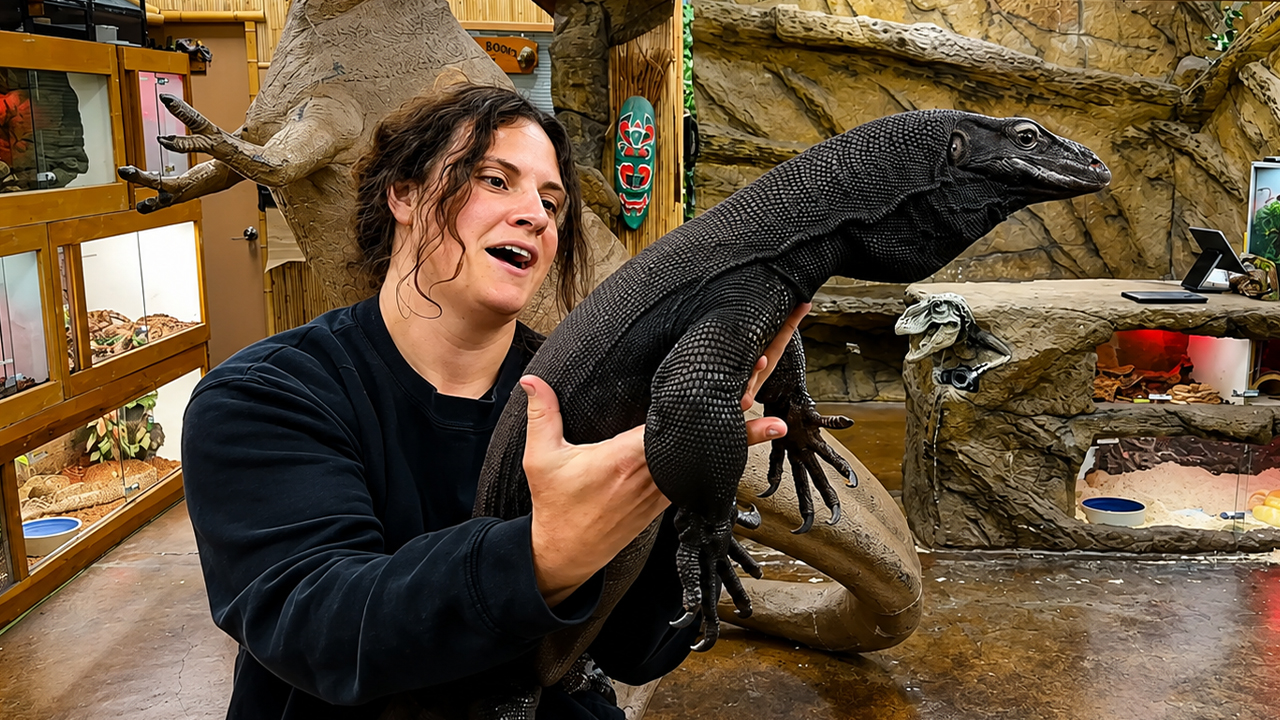 Black dragon monitor balances a calmer demeanor with attitude